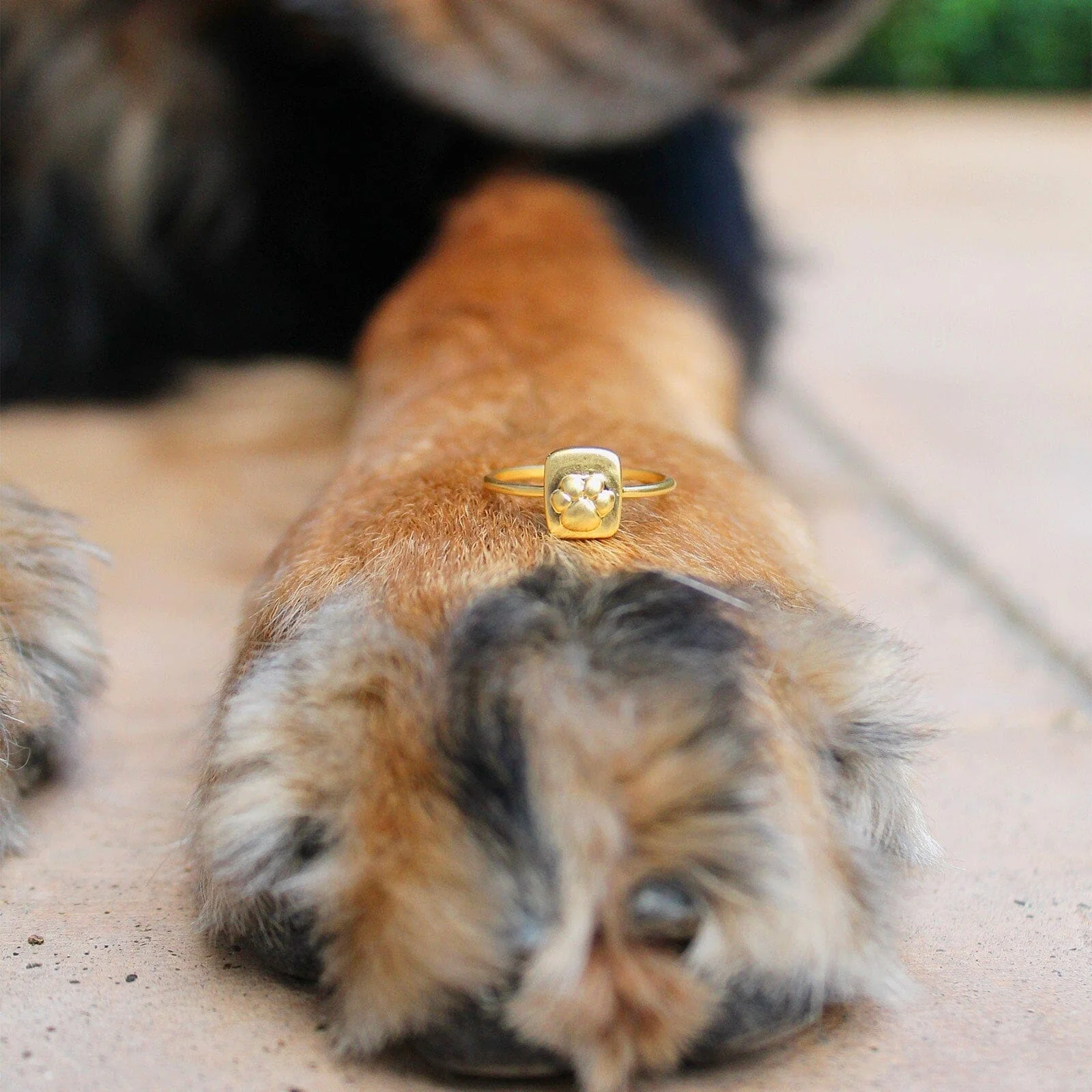 Paw Ring - Image 8